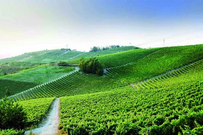 Die Landschaft zeigt eine harmonische Anordnung von Weinreben, die sich in sanften Wellen über die Hügel ziehen.