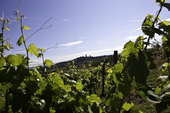 Die Weinberge erstrecken sich in sanften Wellen, während die Silhouette einer Stadt mit historischen Gebäuden in der Ferne sichtbar ist.