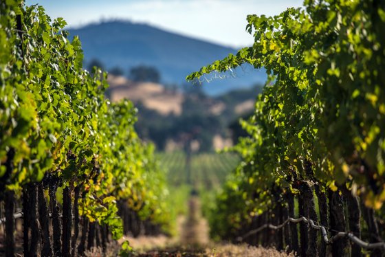 Ein malerischer Weinberg erstreckt sich in der Ferne, umgeben von sanften Hügeln und strahlend blauem Himmel.