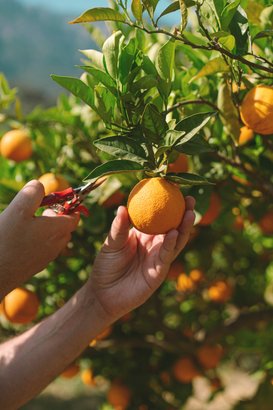 Eine Hand schneidet mit einer Schere eine reife Orange von einem Baum, während eine andere Hand die Frucht hält.
