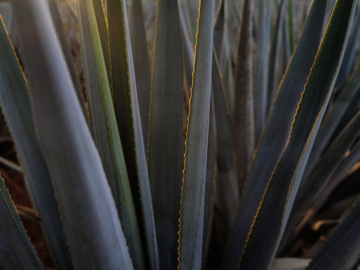 Dichte Anordnung von langen, schmalen Blättern einer Agave, die in sanftem Licht schimmern und eine gelbe Kante aufweisen.