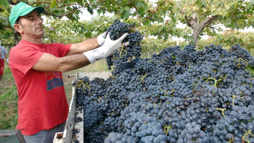 Ein Mann in einem roten T-Shirt und grüner Mütze erntet Trauben und hält einen großen Bund in seinen Händen.