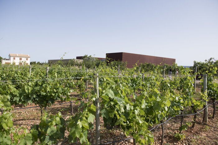 Ein weitläufiger Weinberg mit üppigem Grün, im Hintergrund moderne Gebäude und ein klarer blauer Himmel.