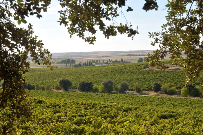 Ein weitläufiges Weinbaugebiet erstreckt sich unter einem klaren Himmel, umrahmt von sanften Hügeln und Bäumen.