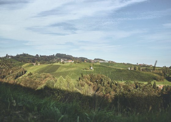 Die sanften Hügel sind mit Weinreben bedeckt, umgeben von Bäumen und einem strahlend blauen Himmel.