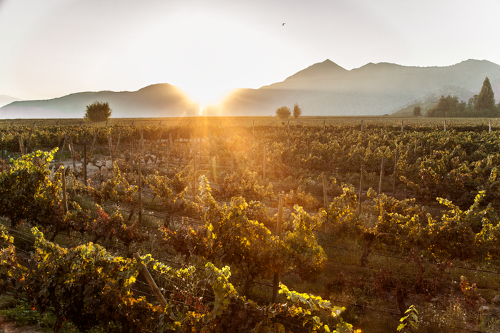 Ein weitläufiger Weinberg wird von der untergehenden Sonne beleuchtet, die die Landschaft in ein sanftes, goldenes Licht hüllt.