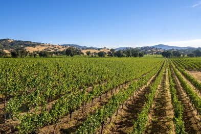 Ein weitläufiges Weinbergfeld erstreckt sich unter einem strahlend blauen Himmel, umgeben von sanften Hügeln.