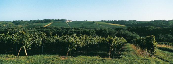 Weinreben erstrecken sich über sanfte Hügel, während ein malerisches Landhaus in der Ferne sichtbar ist.