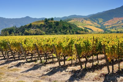 Ein weitläufiges Weinbergfeld mit üppigen, grünen Reben erstreckt sich unter einem strahlend blauen Himmel.