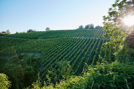 Die harmonische Landschaft zeigt ein Weinbaugebiet, das von Bäumen umgeben ist, während die Sonne am Horizont aufgeht.