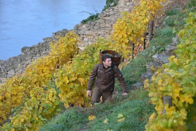 Ein Weinbauer trägt einen Korb mit Trauben und geht durch die gelben Weinreben an einem steilen Hang.