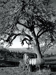 Der Cowboy genießt die Ruhe der Natur, während er auf einem Lastwagen sitzt, der mit Fässern beladen ist, unter einem großen Baum.