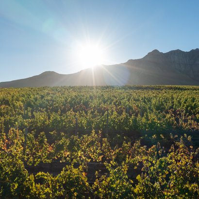 Die Sonne geht über einem weitläufigen Weinberg auf, während die Berge im Hintergrund majestätisch erstrahlen.