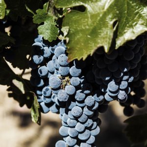 Nahaufnahme von blauen Trauben, die an einer Weinrebe wachsen, mit lebhaften grünen Blättern, die die Früchte teilweise verdecken.