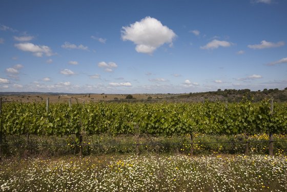 Ein weitläufiges Weinbergfeld erstreckt sich unter einem strahlend blauen Himmel mit einigen weißen Wolken.