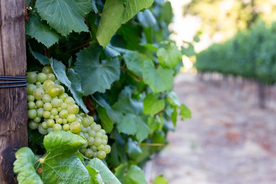 Saftige grüne Trauben hängen an einer Weinrebe, umgeben von üppigem Laub und einem verschwommenen Weinberg im Hintergrund.