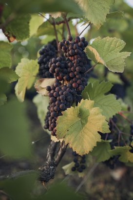Reife Trauben hängen dicht beieinander an einem Weinstock, umgeben von grünen Blättern, die im Sonnenlicht leuchten.