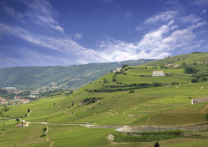 Weite Weinberge erstrecken sich über sanfte Hügel, umgeben von einem klaren blauen Himmel und sanften Wolken.