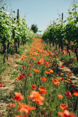 Ein malerischer Weinberg mit leuchtend roten Mohnblumen, die den Weg zwischen den Reben säumen und die Landschaft lebendig machen.