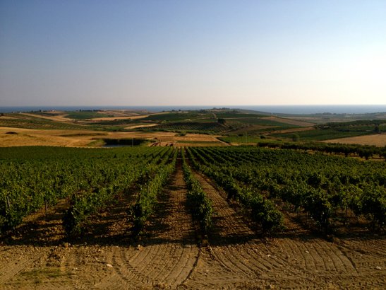 Eine idyllische Landschaft mit Weinbergen, die sich bis zum blauen Wasser erstrecken, unter einem strahlend blauen Himmel.