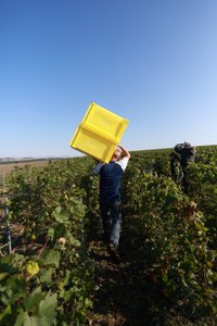 Zwei Personen arbeiten in einem Weinberg, einer trägt eine gelbe Kiste, während der andere Trauben pflückt.