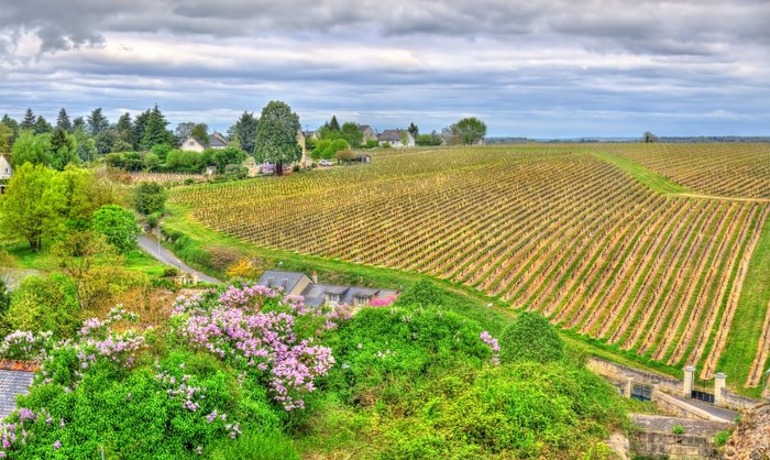 Eine friedliche ländliche Szene mit Weinbergen, blühenden Pflanzen und einem charmanten Haus, das in die Natur eingebettet ist.