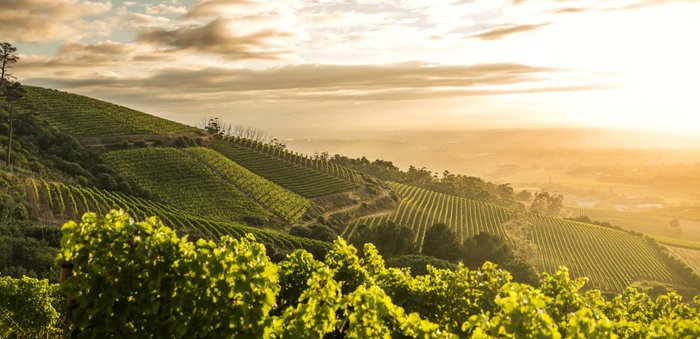 Ein friedlicher Weinberg-Horizont, wo die Sonne langsam untergeht und die Landschaft in goldene Töne taucht.