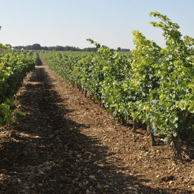 Ein weitläufiger Weinberg mit üppigen, grünen Reben erstreckt sich unter einem klaren Himmel, der die Landschaft erhellt.