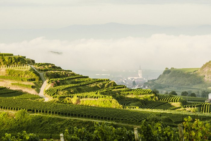 Die sanften Weinbergterrassen sind von Nebel umgeben, was eine ruhige und friedliche Atmosphäre schafft.