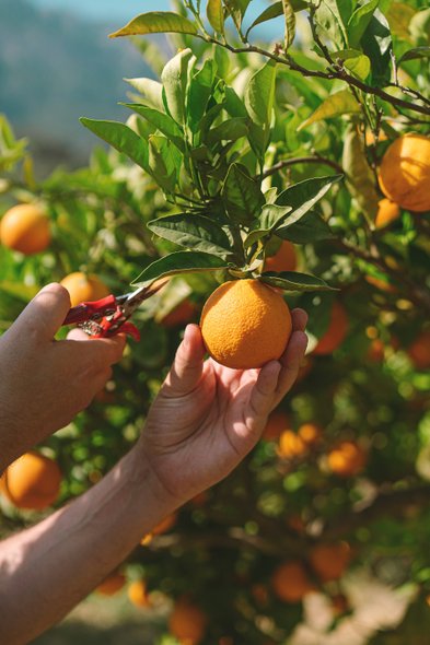 Eine Hand schneidet mit einer Schere eine reife Orange von einem Baum, während eine andere Hand die Frucht hält.