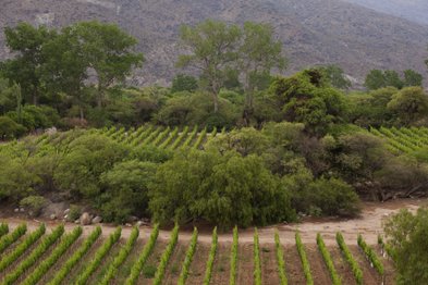 Weinreben erstrecken sich in sanften Reihen über die hügelige Landschaft, umgeben von üppigem Grün und majestätischen Bäumen.