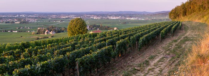 Ein weitläufiger Weinberg erstreckt sich über sanfte Hügel, während die Sonne sanft über die Landschaft scheint.