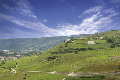 Weite Weinberge erstrecken sich über sanfte Hügel, umgeben von einem klaren blauen Himmel und sanften Wolken.