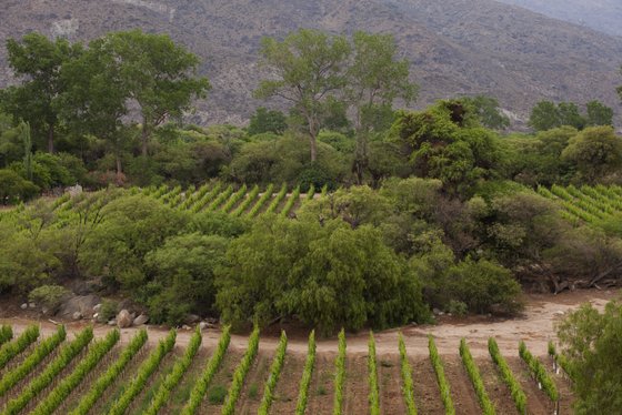 Weinreben erstrecken sich in sanften Reihen über die hügelige Landschaft, umgeben von üppigem Grün und majestätischen Bäumen.