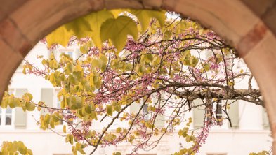 Ein bunter Baum mit gelben und rosa Blättern, der durch einen Steinbogen sichtbar ist, vor einem hellen Gebäude.