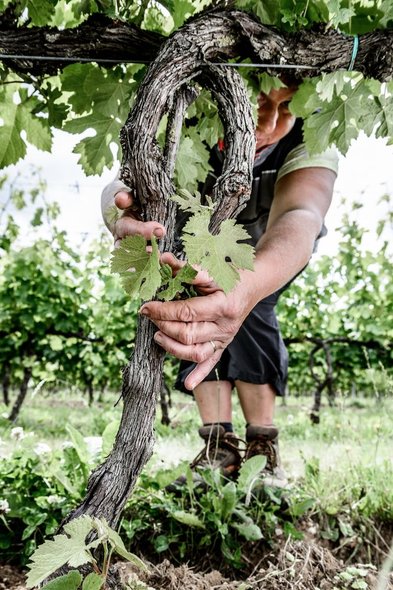 Ein Winzer arbeitet sorgfältig an einer Weinrebe, während frisches Grün um ihn herum sprießt und die Erde bearbeitet wird.