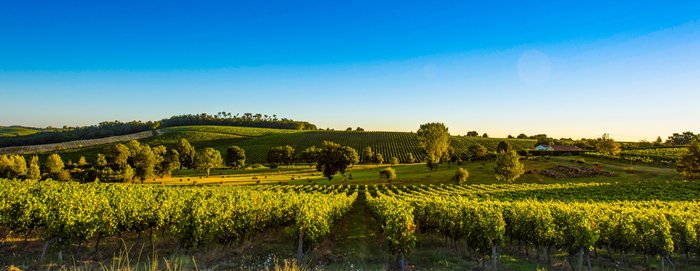 Weite Weinberge erstrecken sich unter einem klaren blauen Himmel, während die Sonne sanft auf die Landschaft scheint.