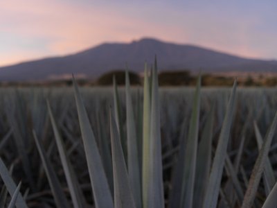 Die scharfen Blätter einer Agave ragen in den Vordergrund, während ein sanfter Sonnenuntergang die Landschaft beleuchtet.