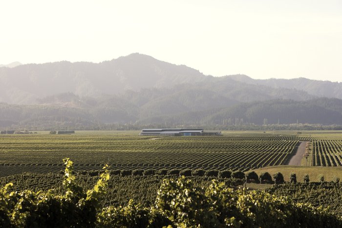 Weite Weinberge erstrecken sich bis zum Horizont, umgeben von sanften Hügeln und einem klaren Himmel im Hintergrund.