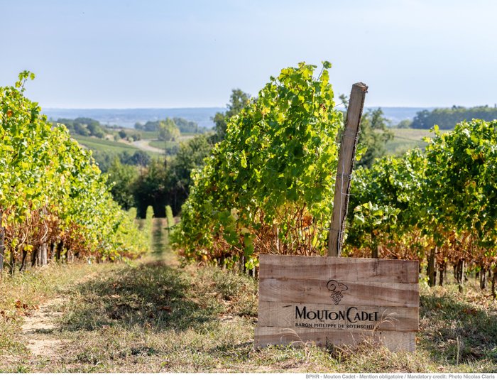 Die sanften Hügel des Weinbergs sind von grünen Reben gesäumt, während ein Holzschild den Namen Mouton Cadet zeigt.
